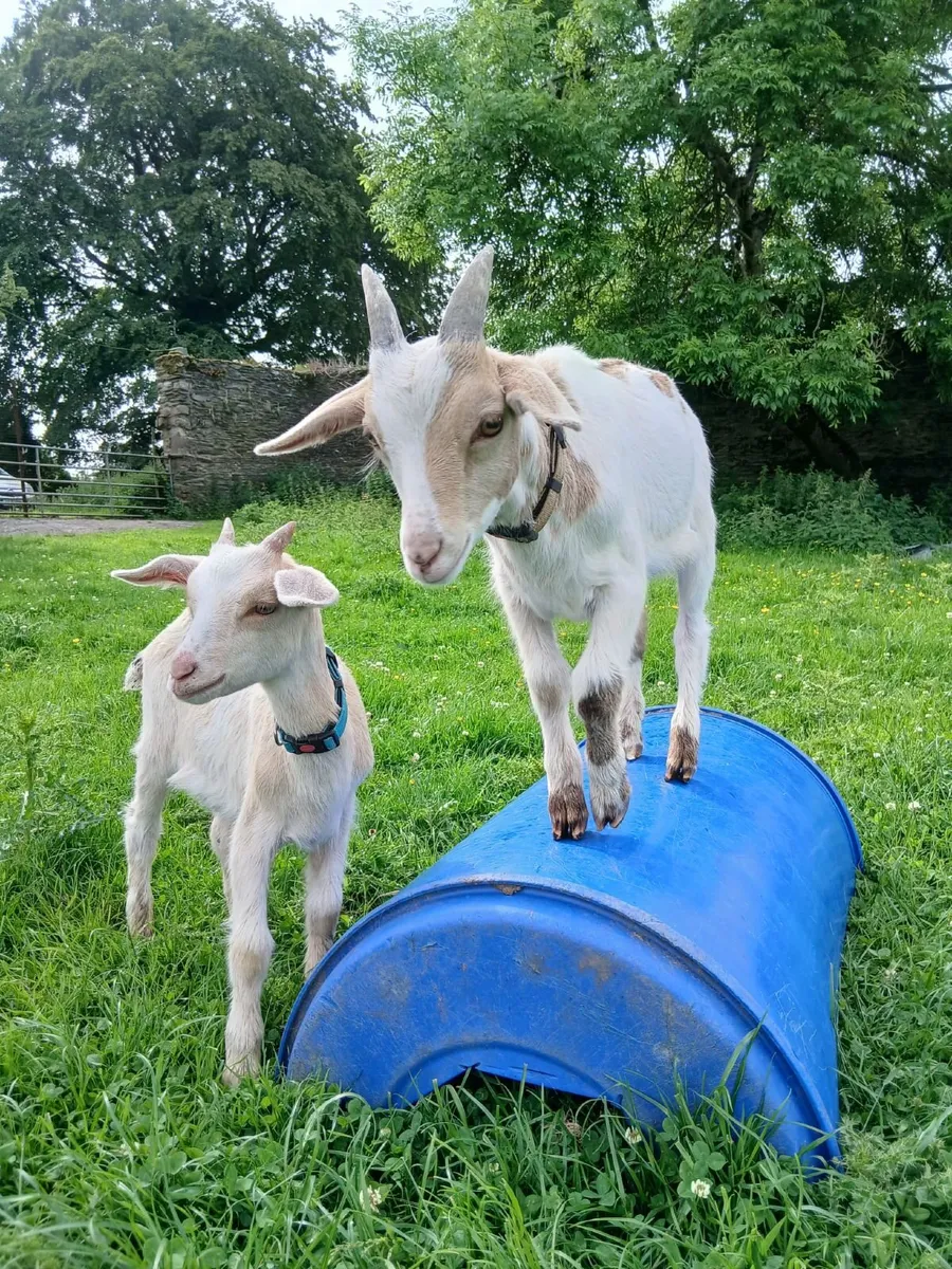 Quality Saanen Kid Goats - Image 3