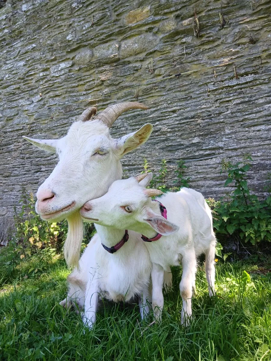 Quality Saanen Kid Goats - Image 4
