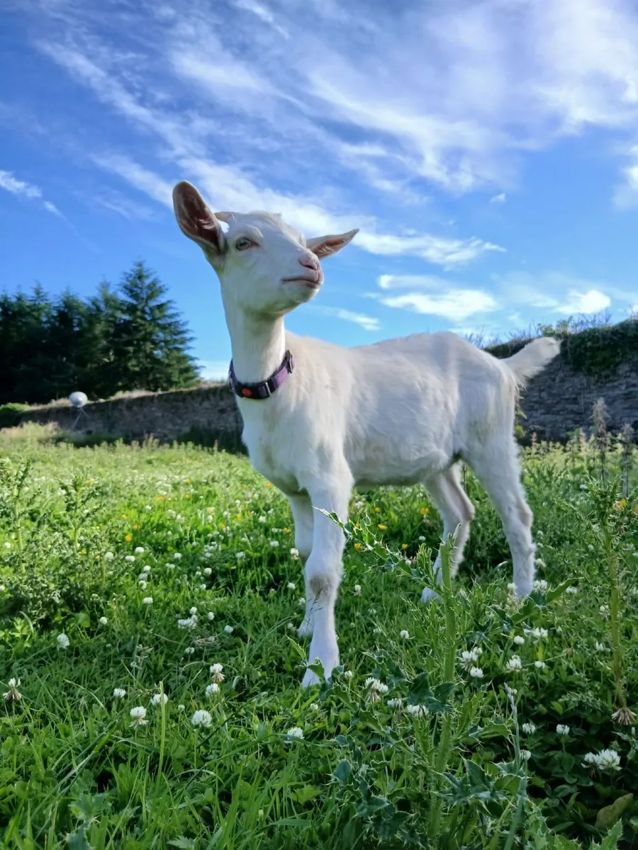 Quality Saanen Kid Goats - Image 2