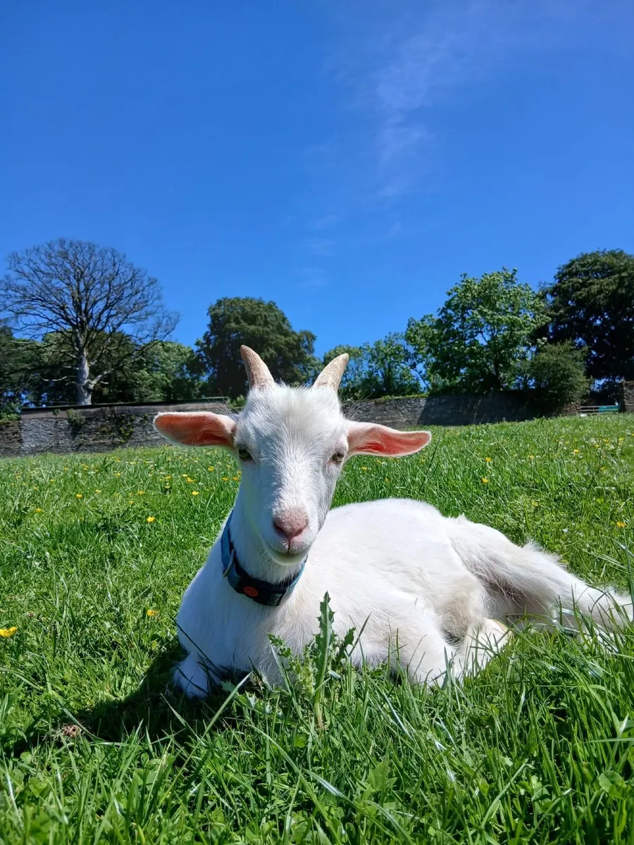 Quality Saanen Kid Goats - Image 1