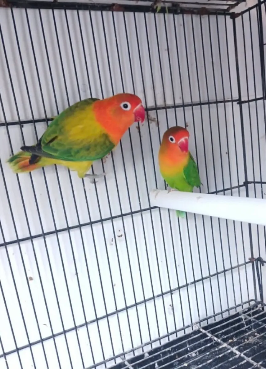Budgies , cockatiels , lovebirds - Image 3