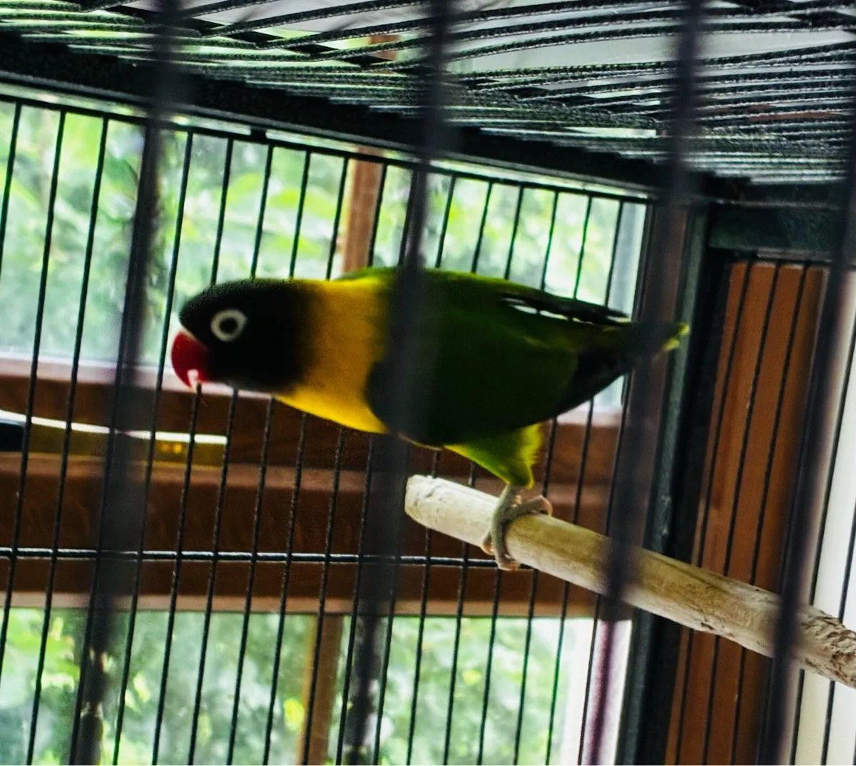 Budgies , cockatiels , lovebirds - Image 4
