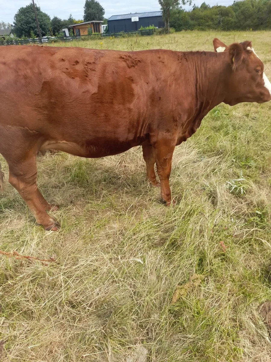 Gort Mart: Thurs 23rd July - Image 2