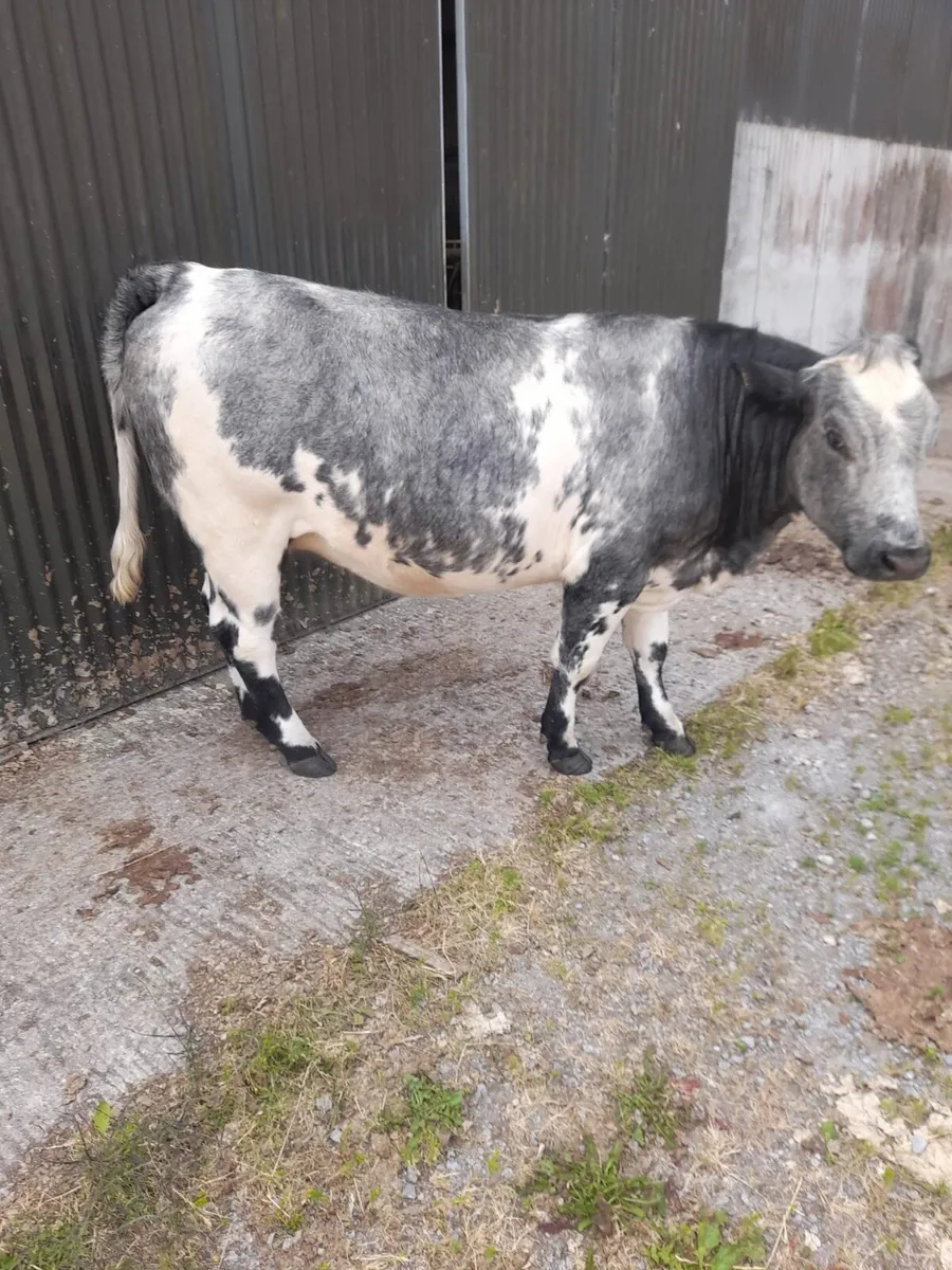 Gort Mart: Thurs 23rd July - Image 3