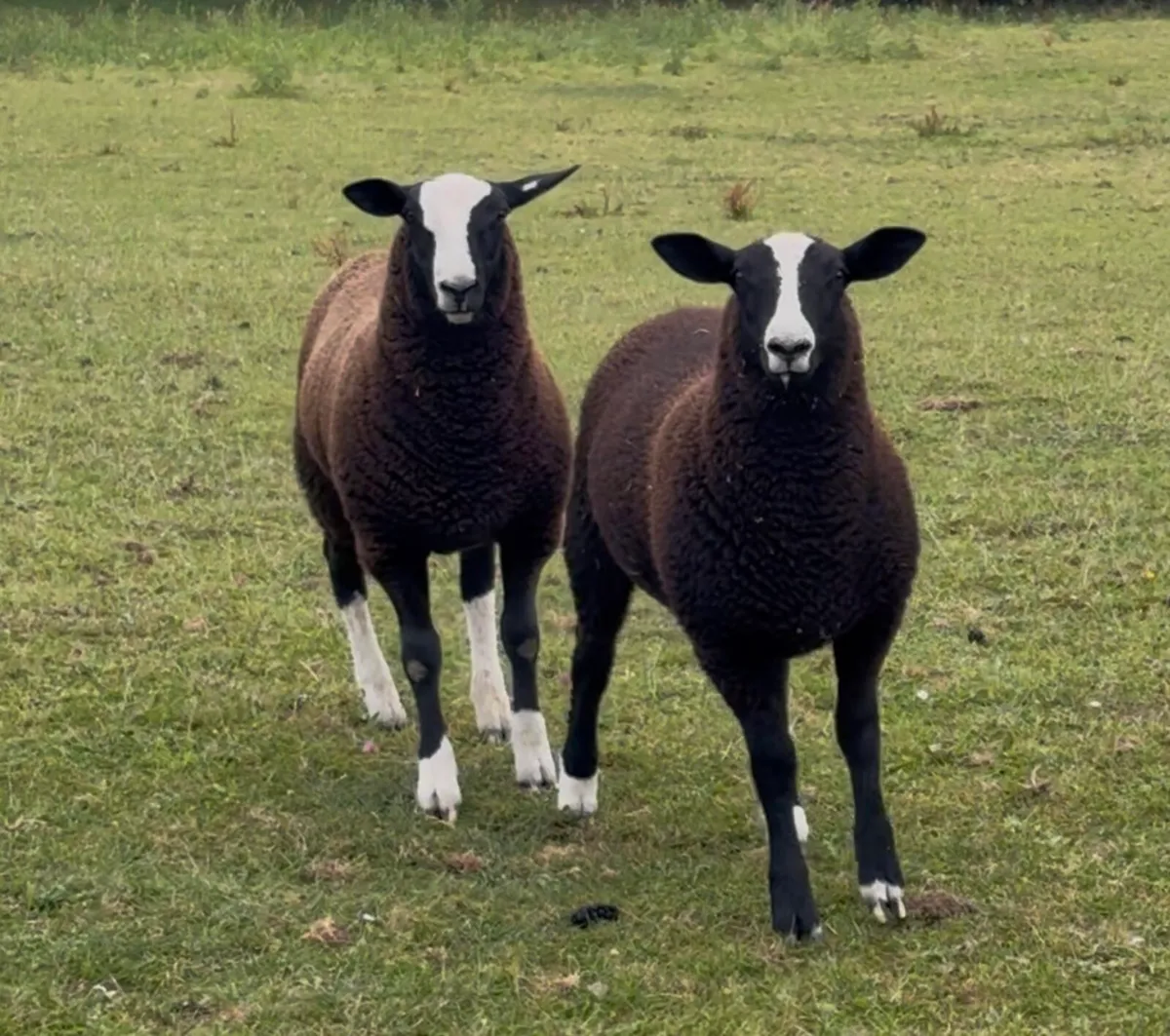 Zwarble ram lambs - Image 1