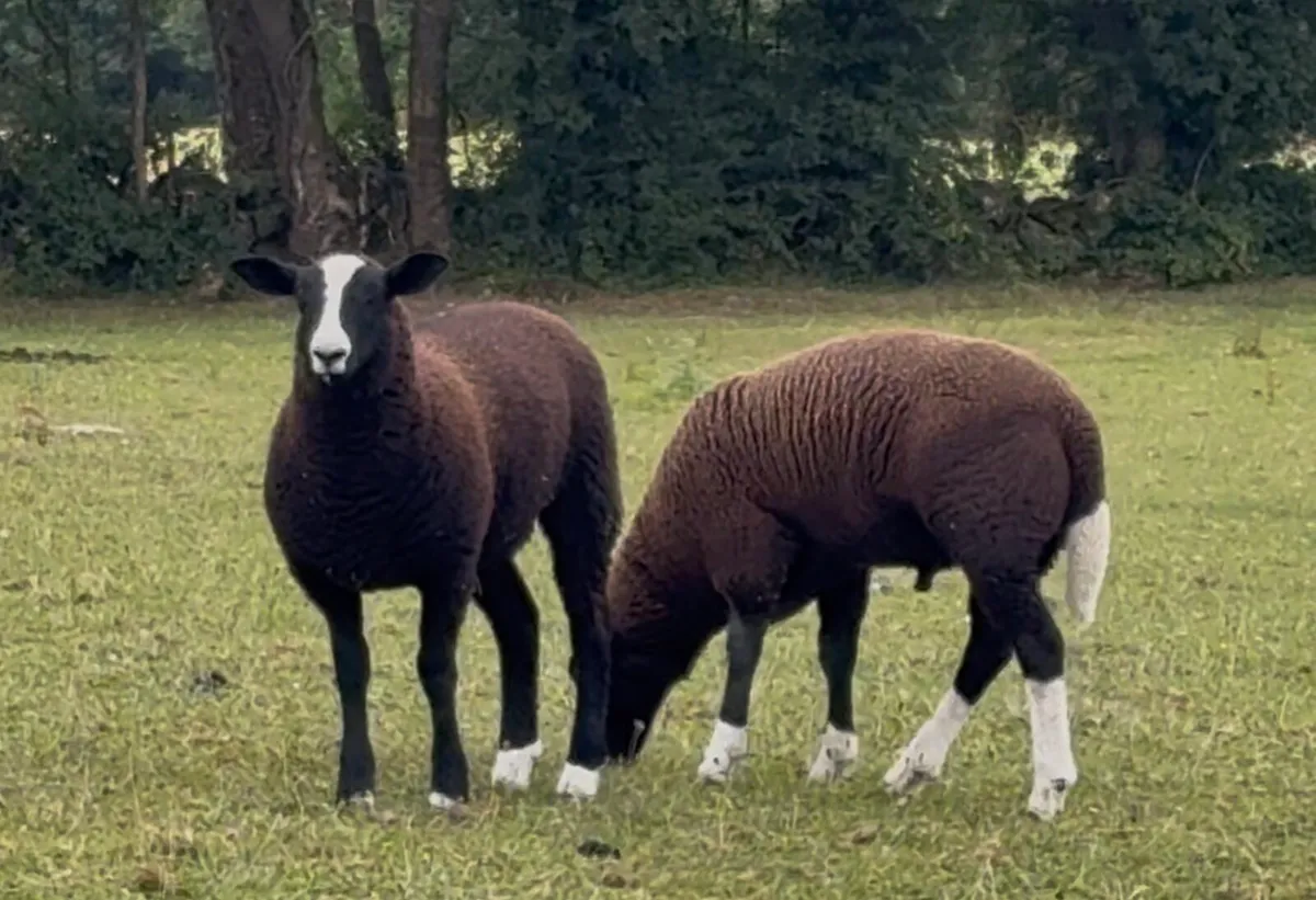 Zwarble ram lambs - Image 2