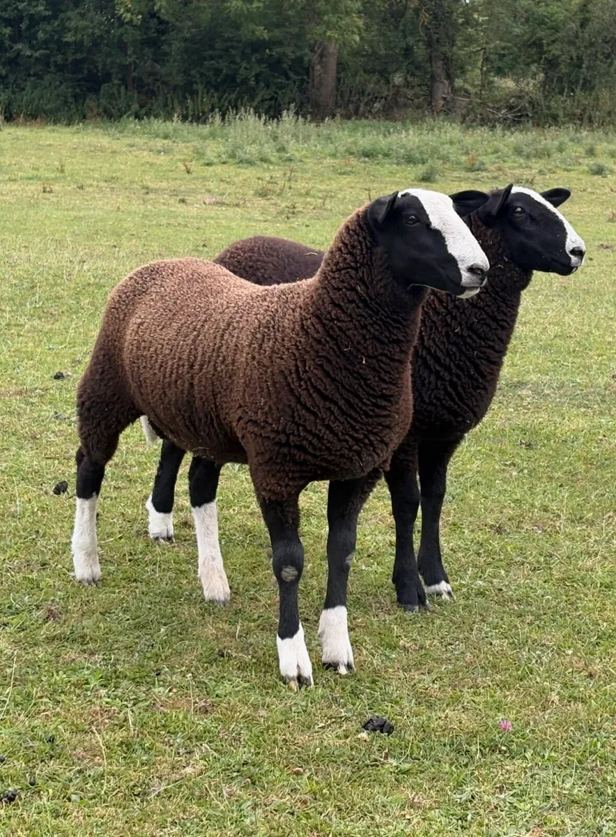 Zwarble ram lambs - Image 3