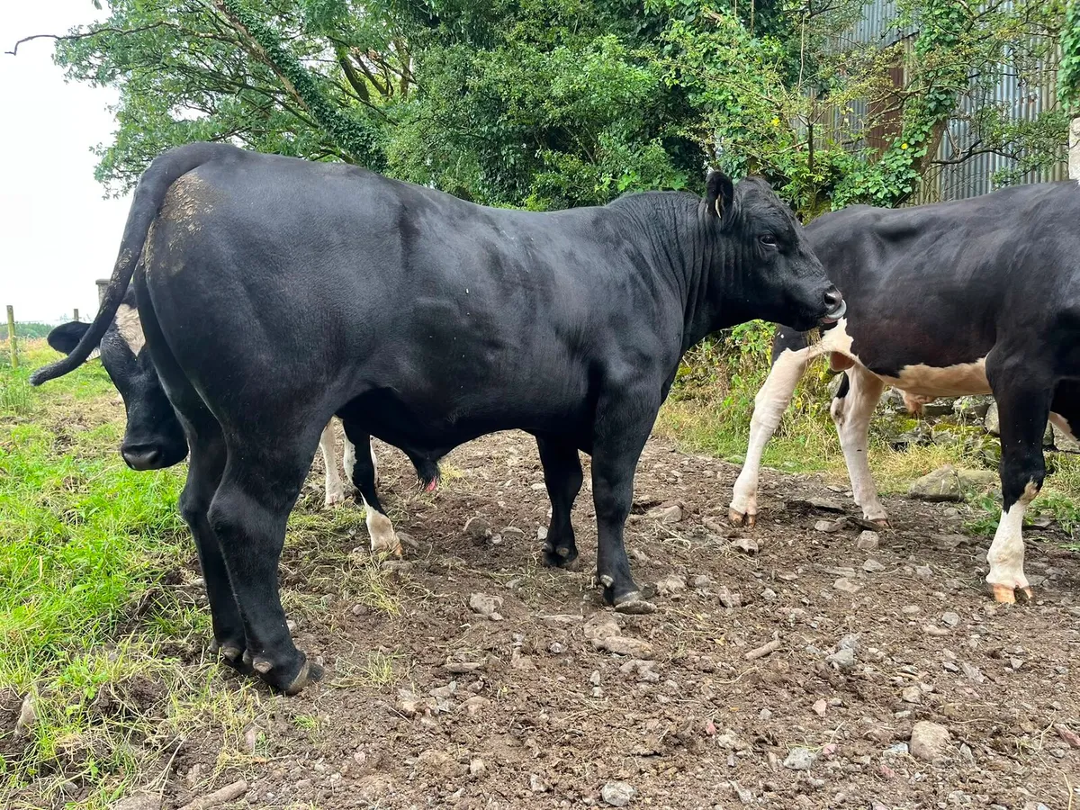Angus bull - Image 2