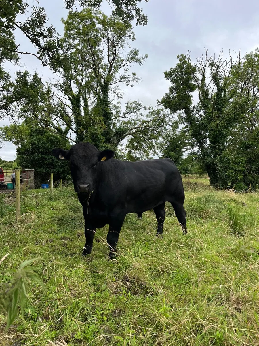 Angus bull - Image 3