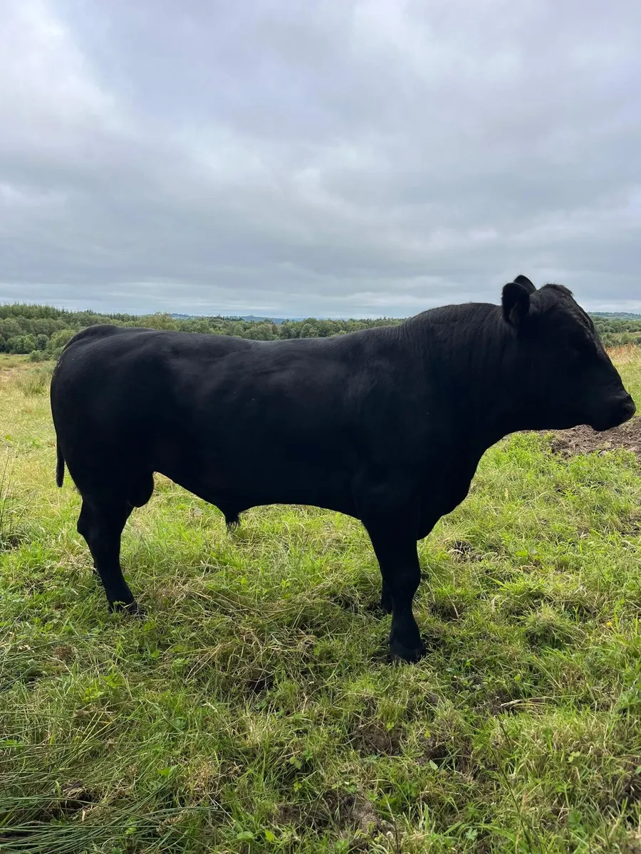 Angus bull - Image 4