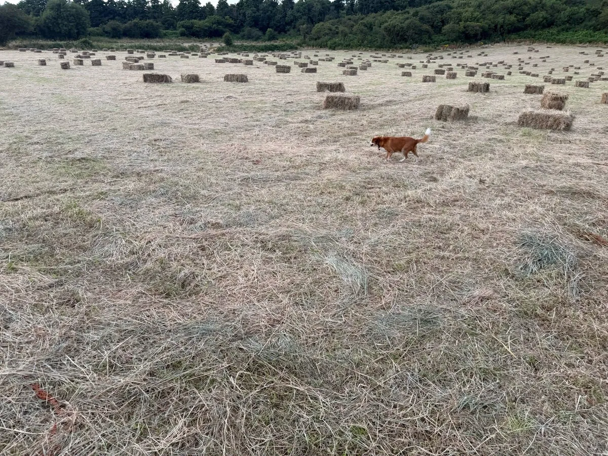 Organic Hay For Sale
