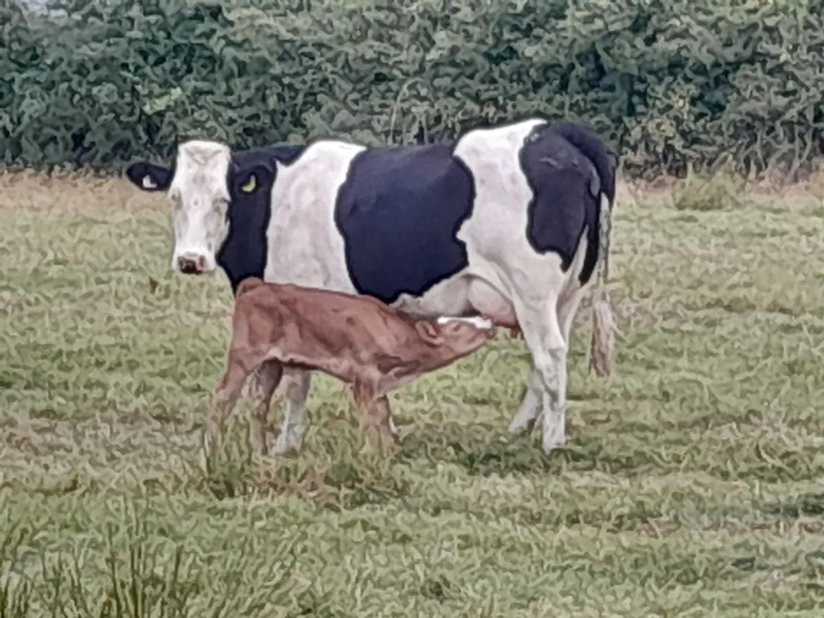 Beef Cattle - Image 2