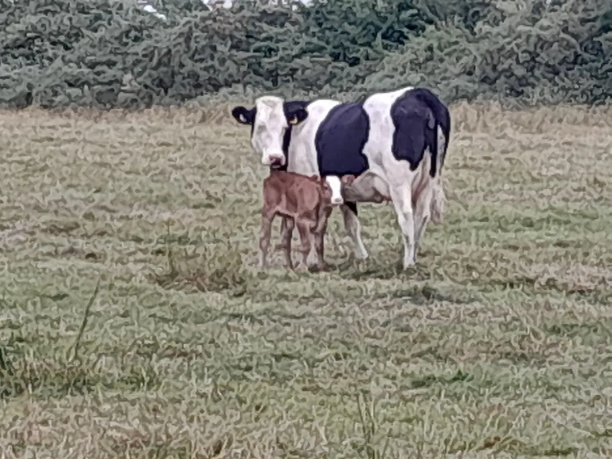 Beef Cattle - Image 1