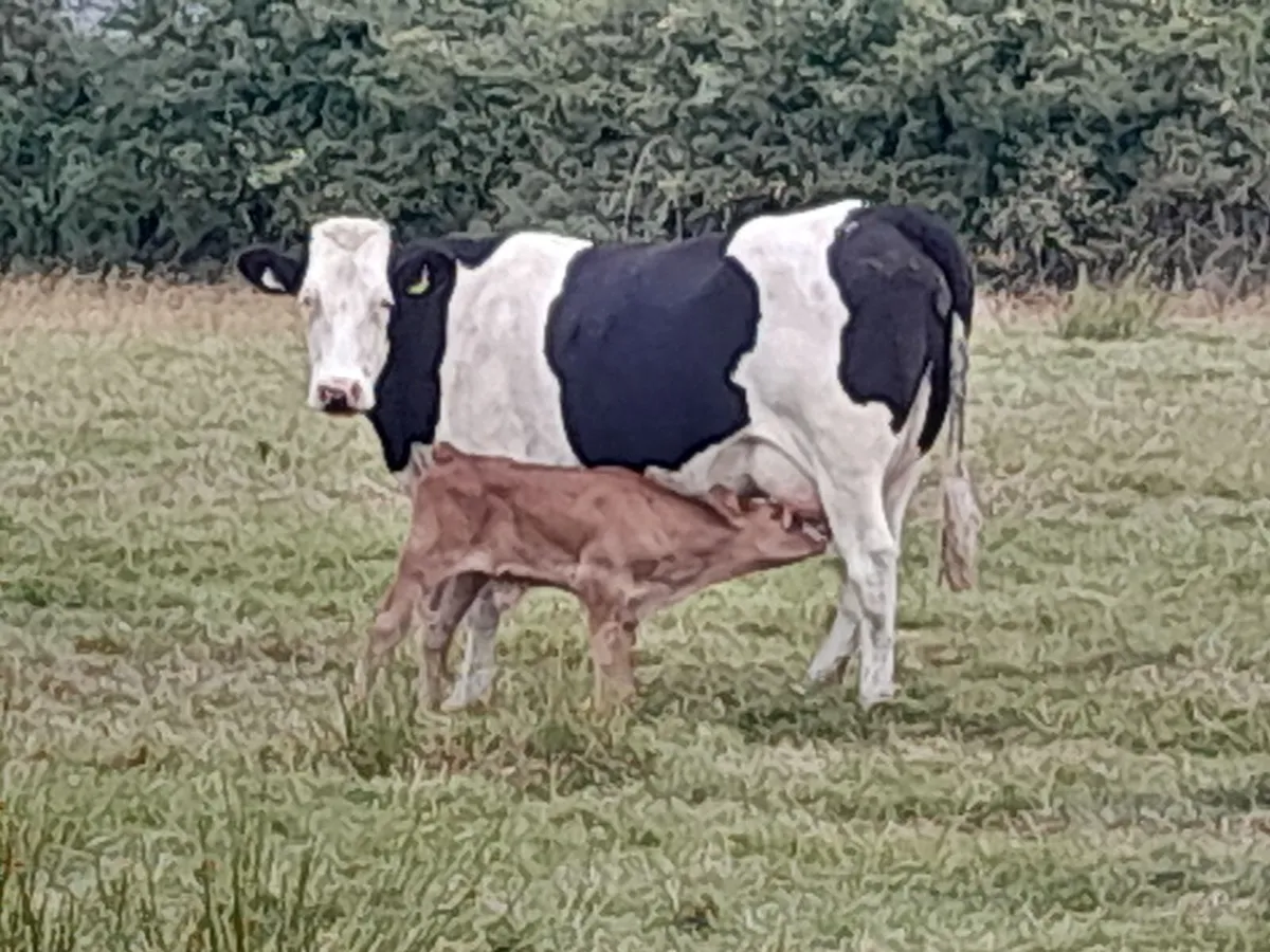Beef Cattle - Image 3