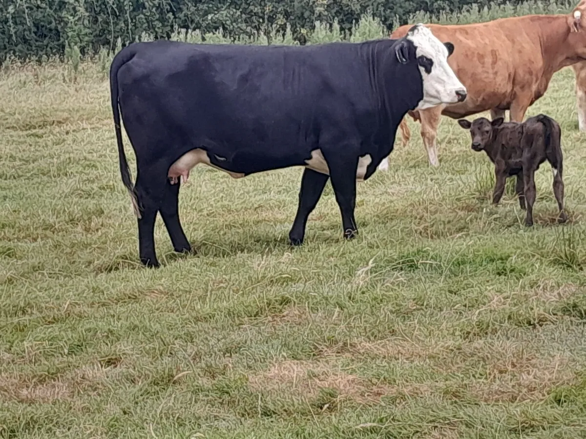 Beef Cattle - Image 4