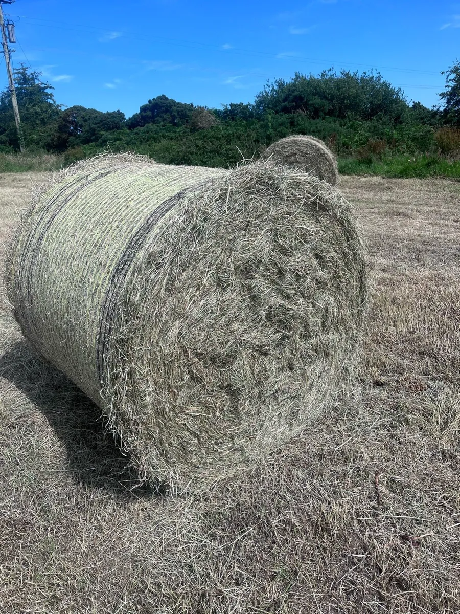 Bales of Rush hay bedding - Image 1