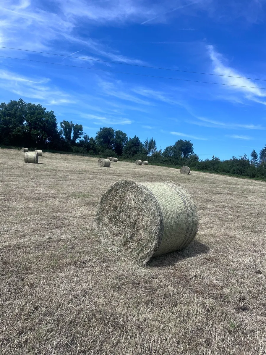 Bales of Rush hay bedding - Image 2