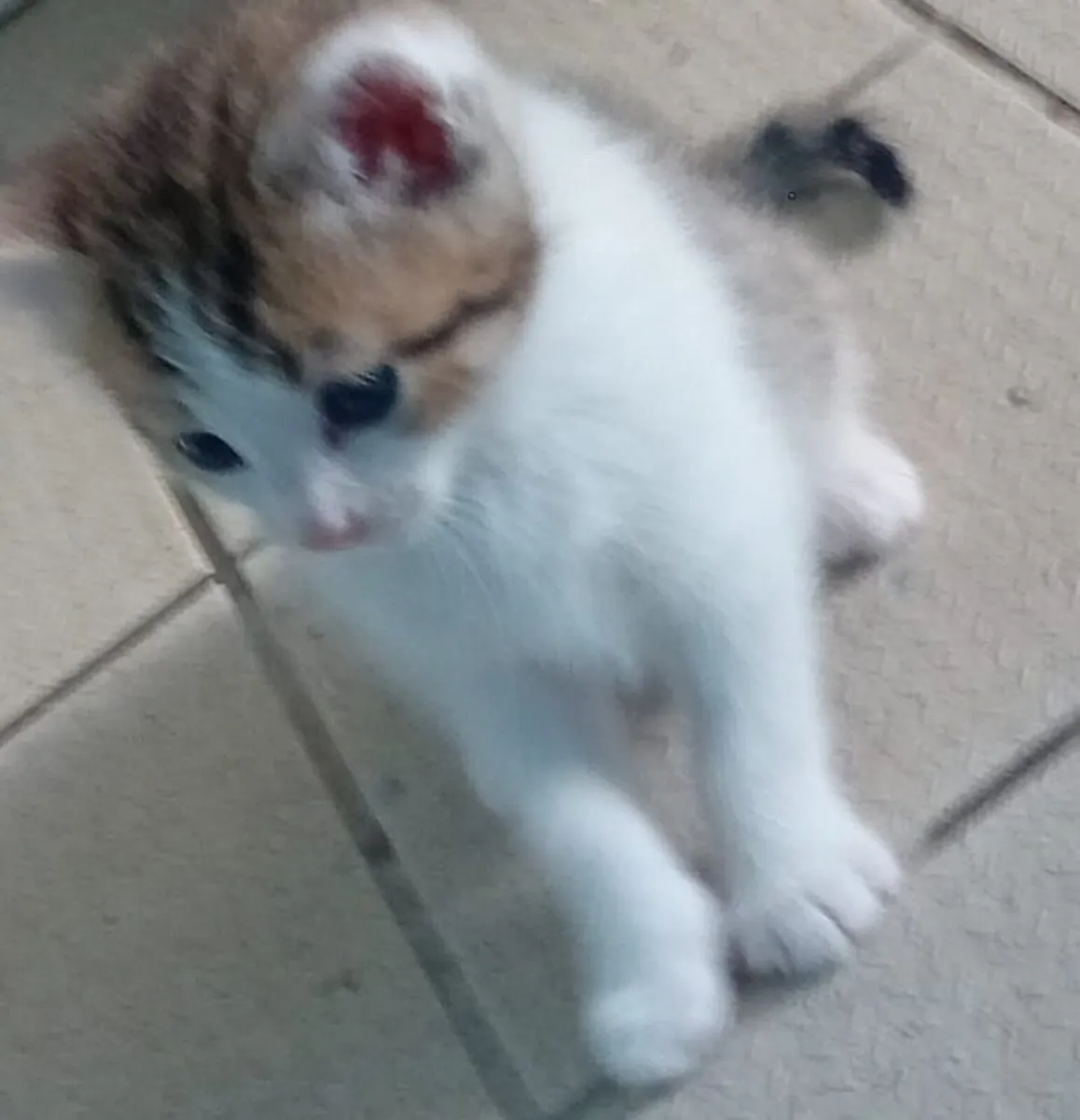 Kittens - Image 1