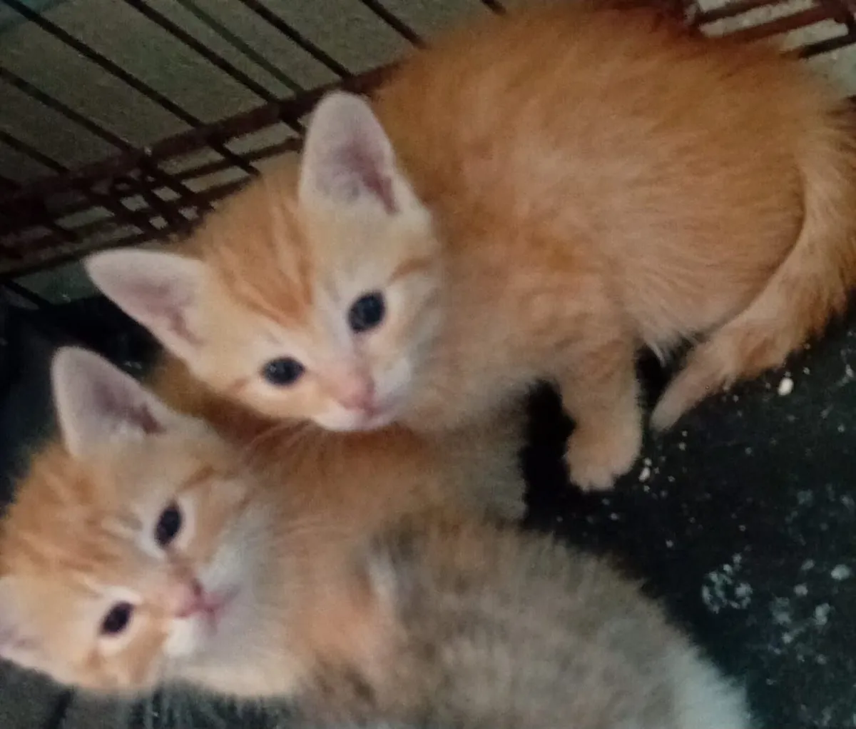 Kittens - Image 2