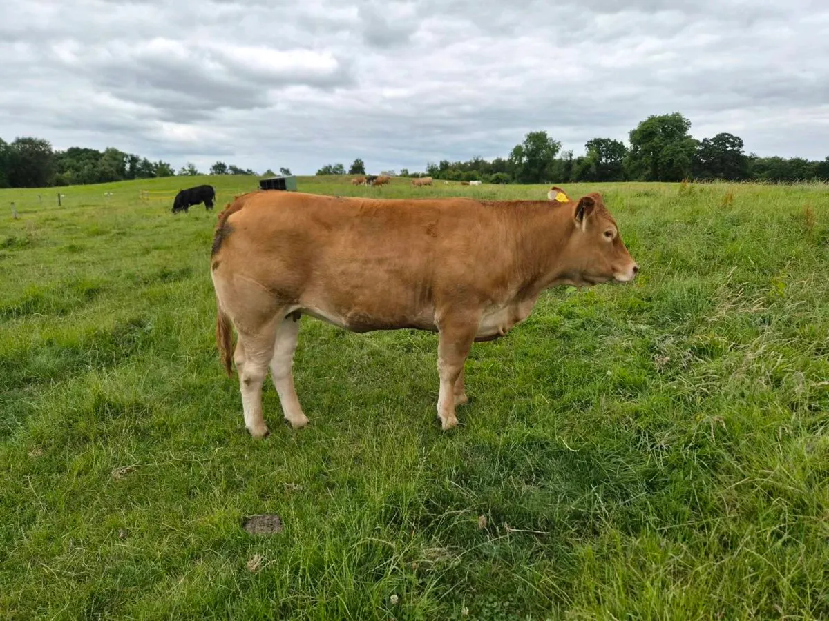 Pedigree Limousin Heifer - Image 2