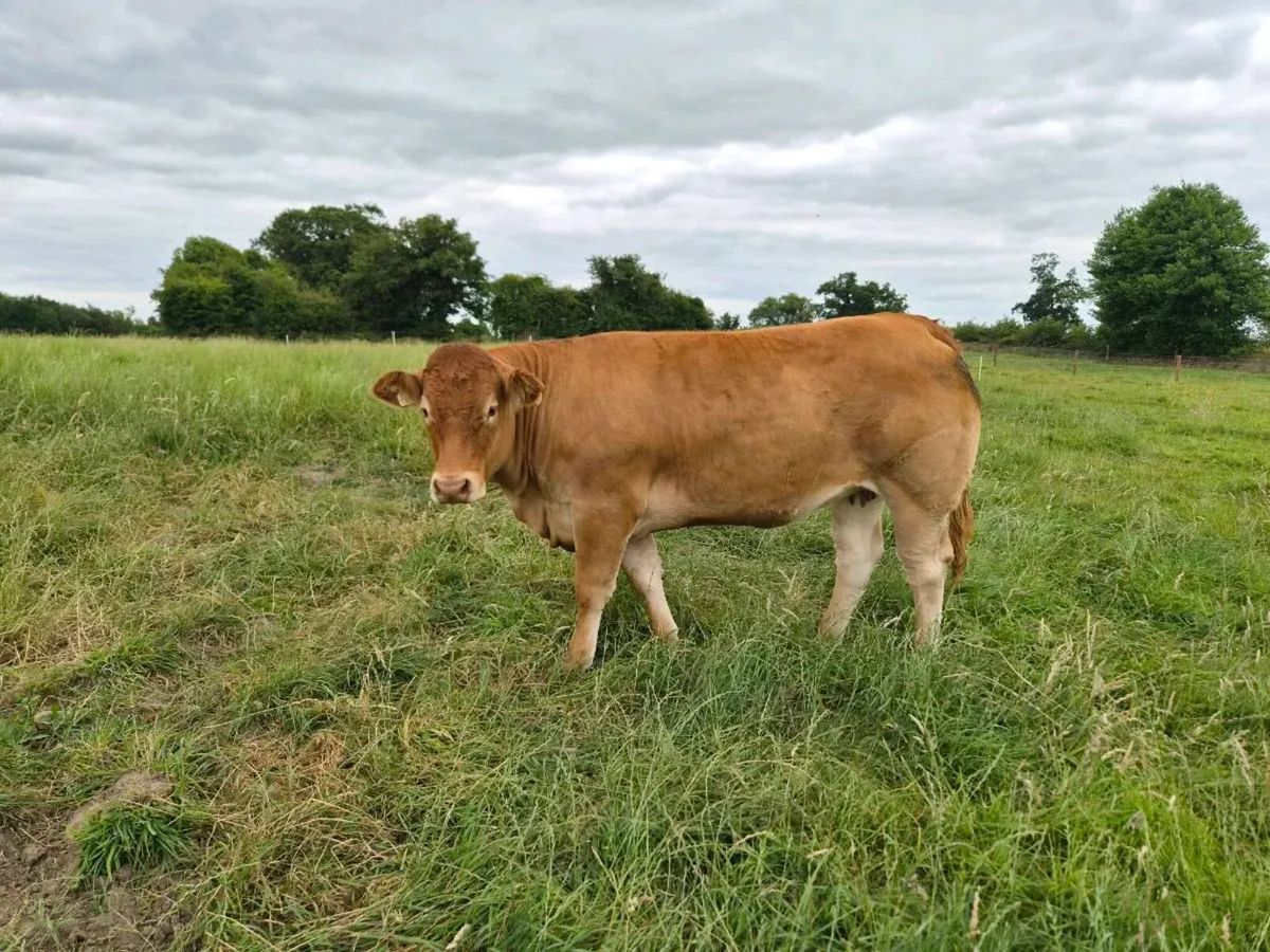 Pedigree Limousin Heifer - Image 3
