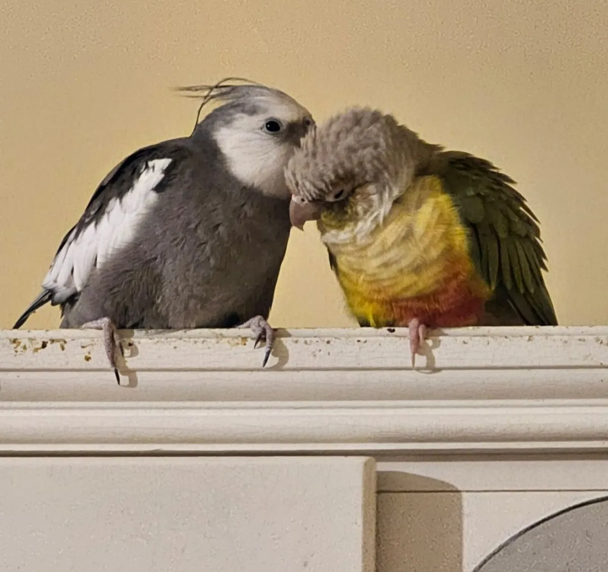 Parrots - cockatiel and conure. ONLY IN PAIR. - Image 1