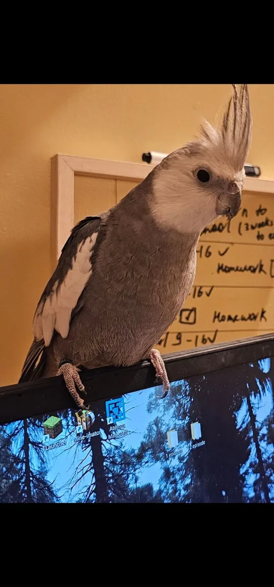 Parrots - cockatiel and conure. ONLY IN PAIR. - Image 2