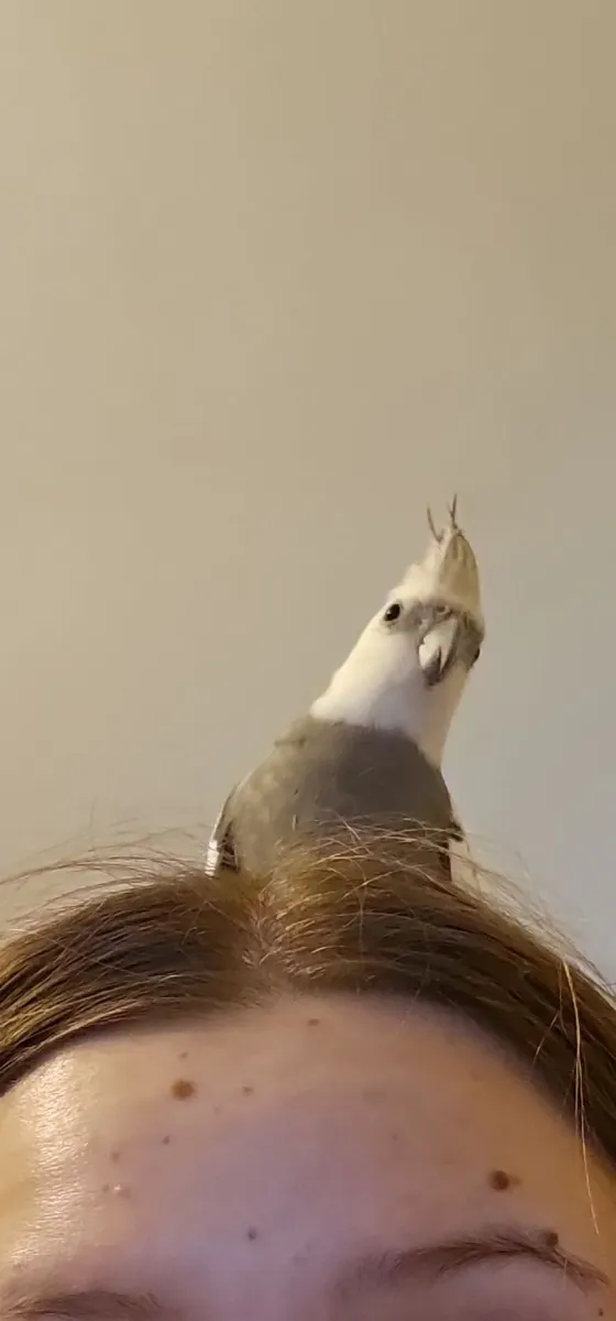 Parrots - cockatiel and conure. ONLY IN PAIR. - Image 3
