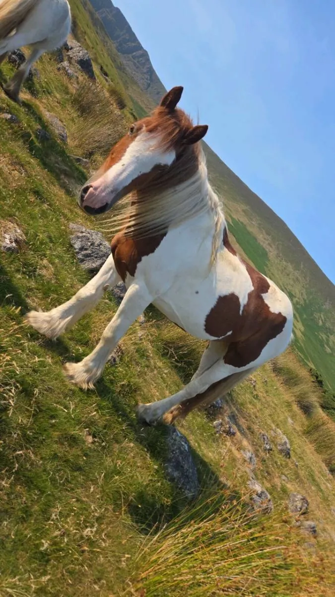 14.2 cob mare... yearling filly & 9 month old colt - Image 1