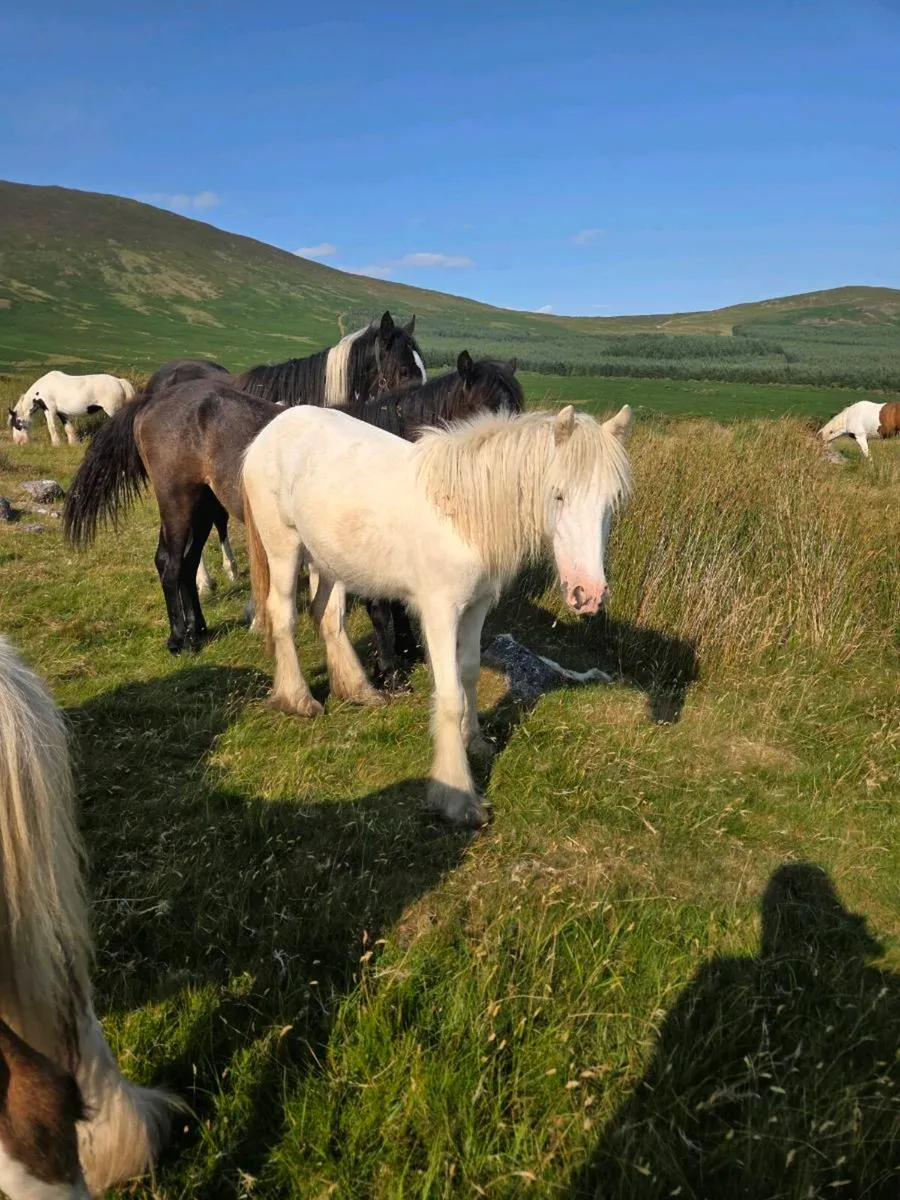 14.2 cob mare... yearling filly & 9 month old colt - Image 2