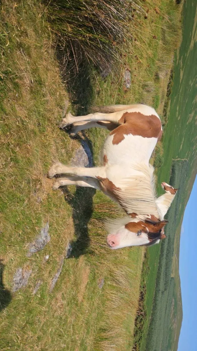 14.2 cob mare... yearling filly & 9 month old colt - Image 3