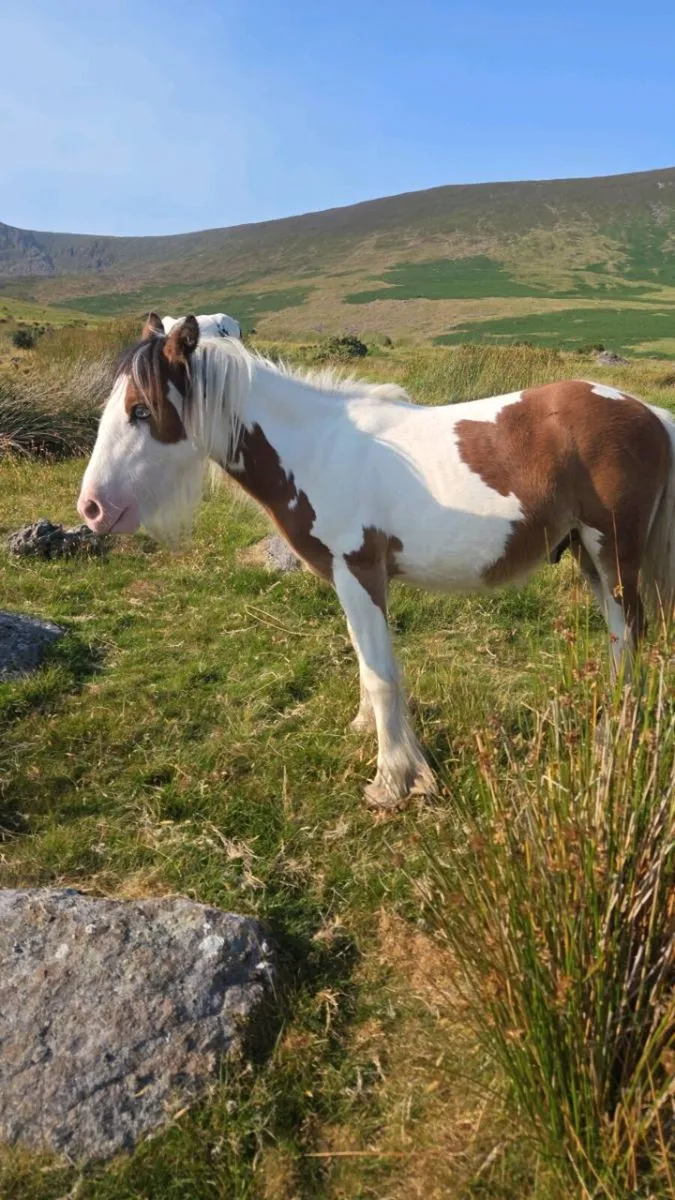 14.2 cob mare... yearling filly & 9 month old colt - Image 4