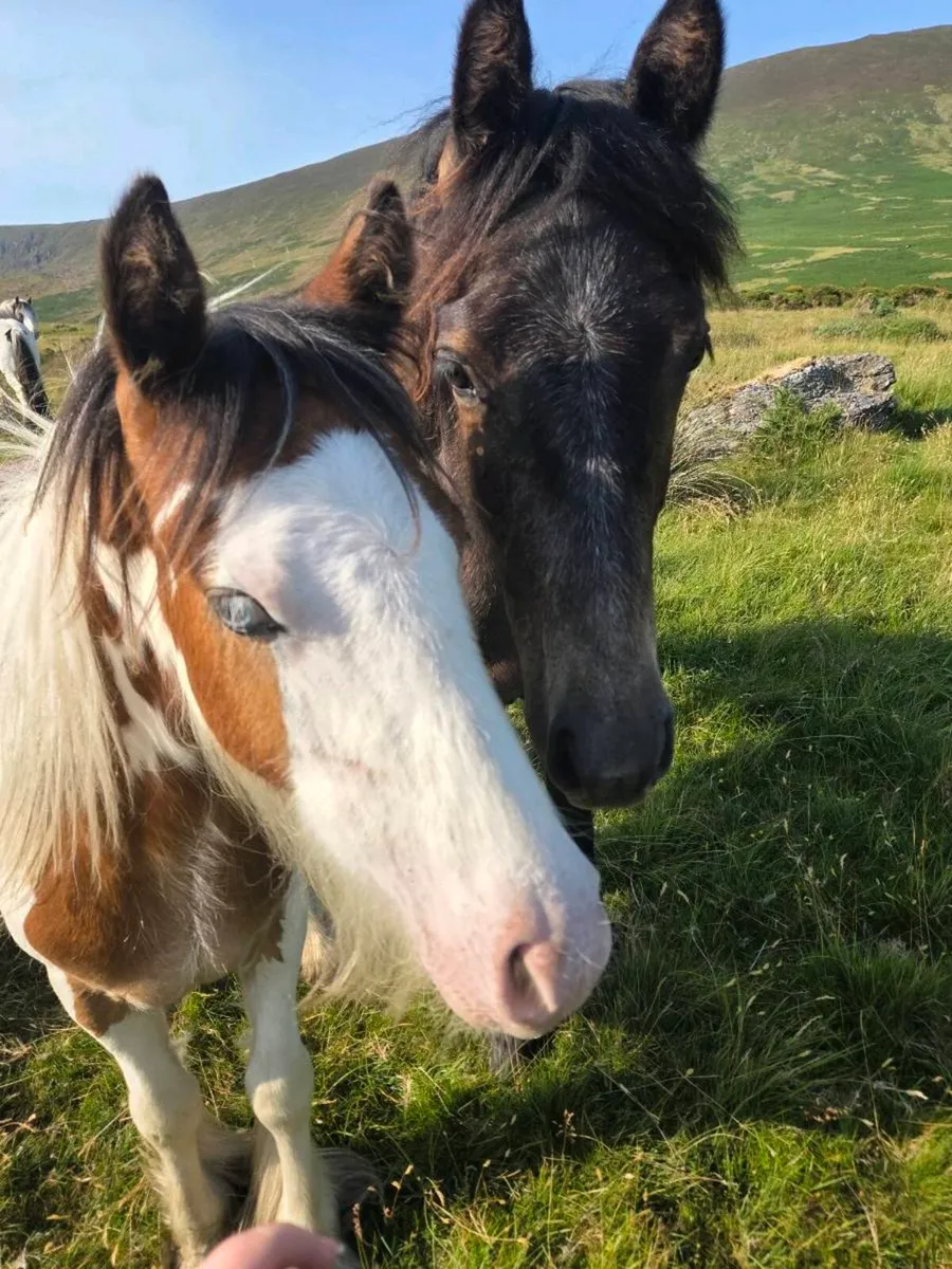 yearling filly & 9 month old colt - Image 4