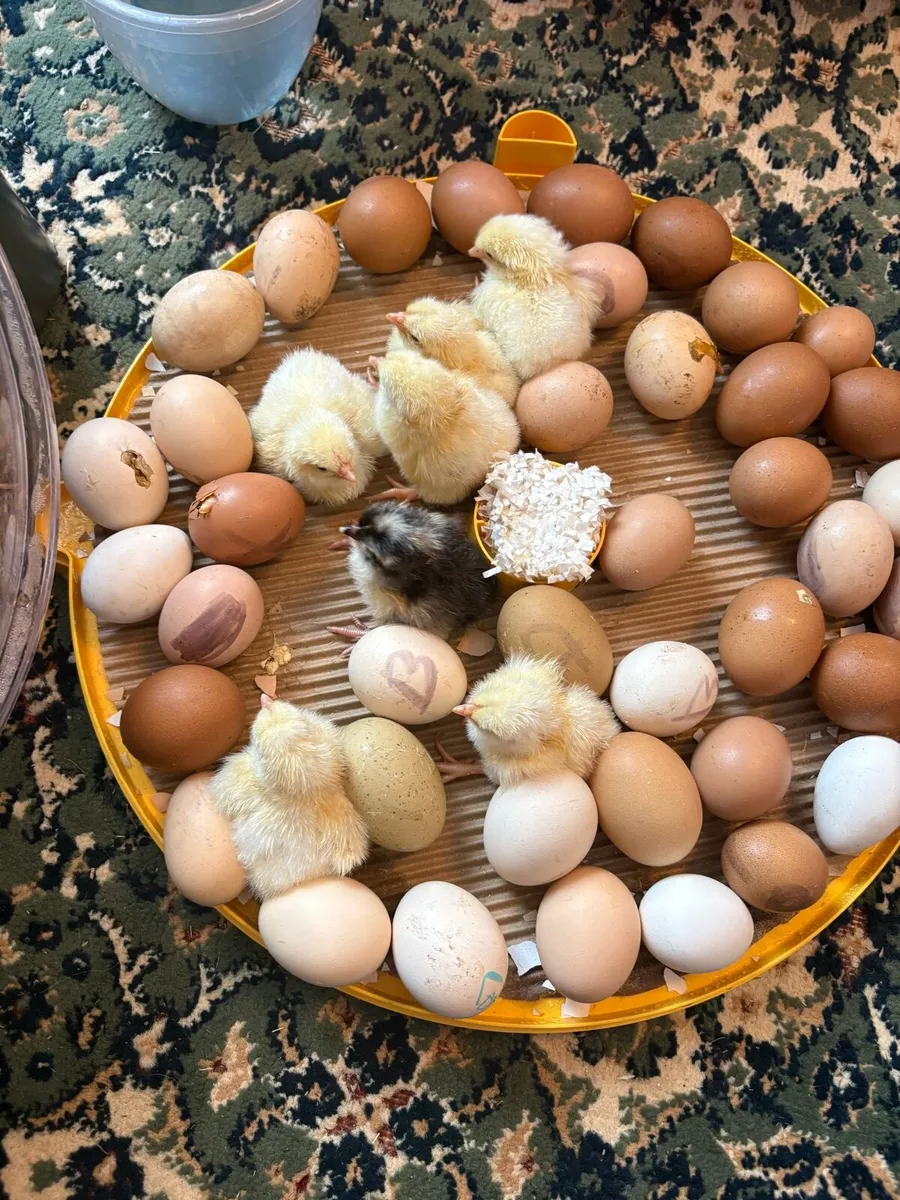 Day Old Chicks - Image 1