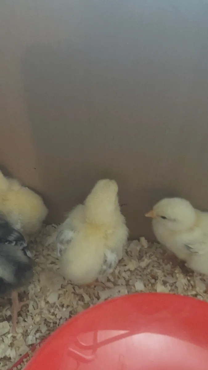 Day Old Chicks - Image 2