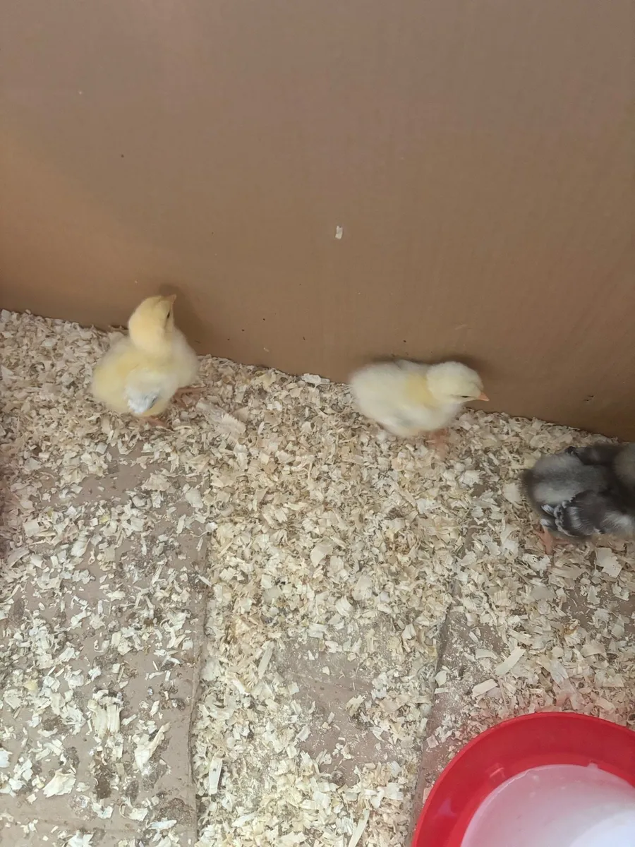 Day Old Chicks - Image 3