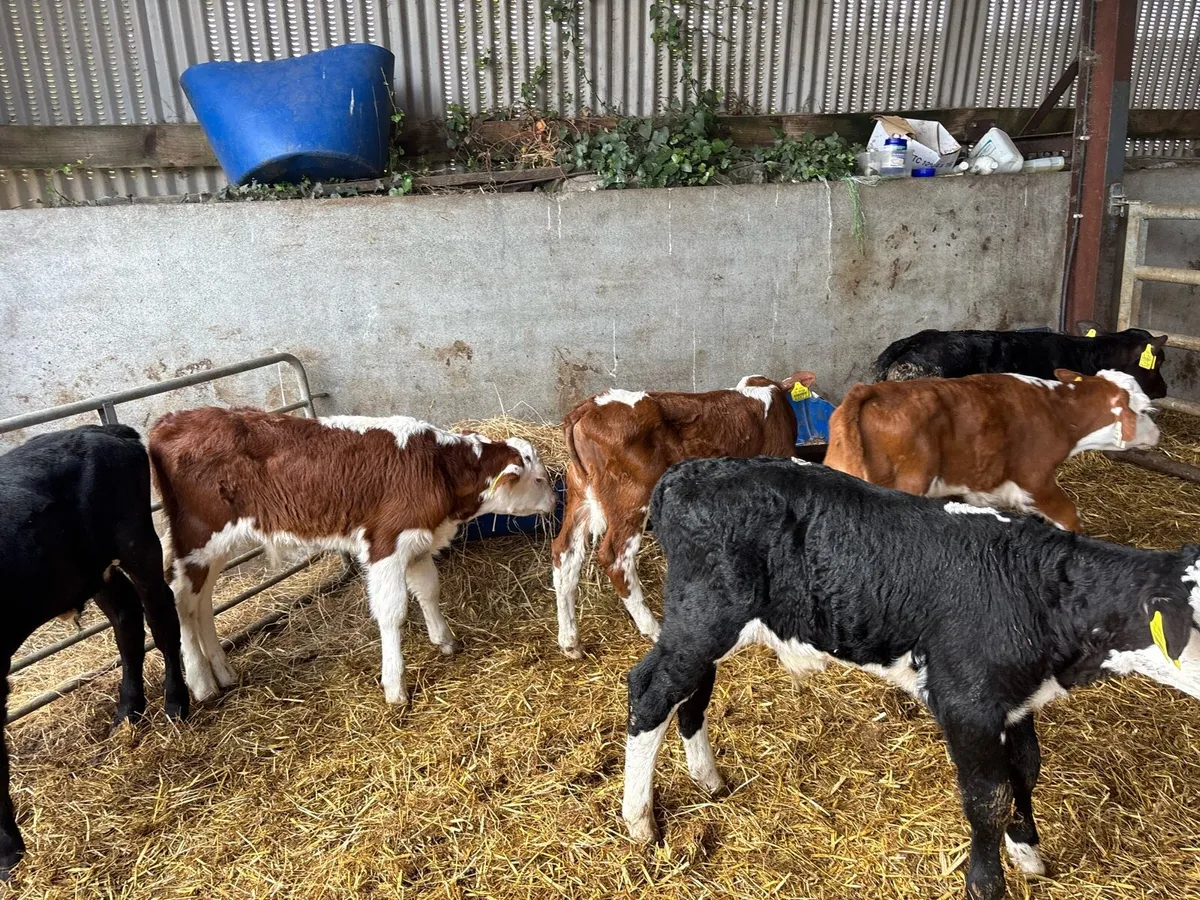 7 super Hereford and Angus bull calf’s - Image 1