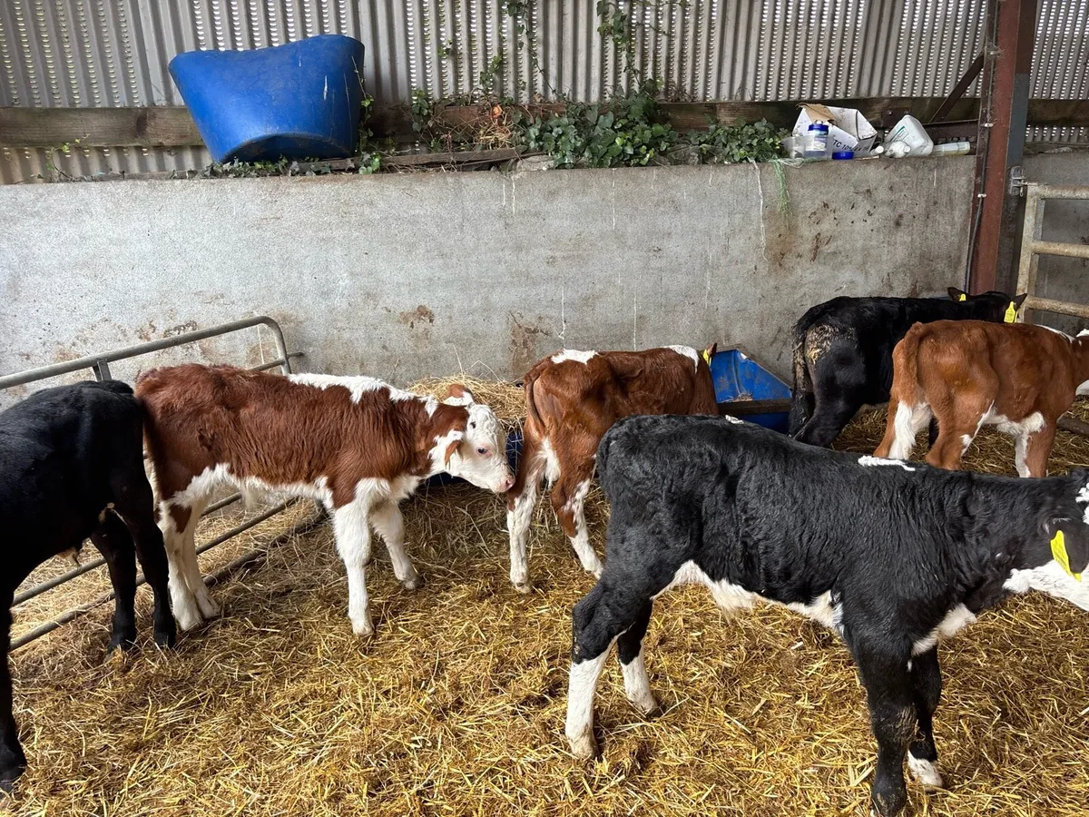 7 super Hereford and Angus bull calf’s - Image 4