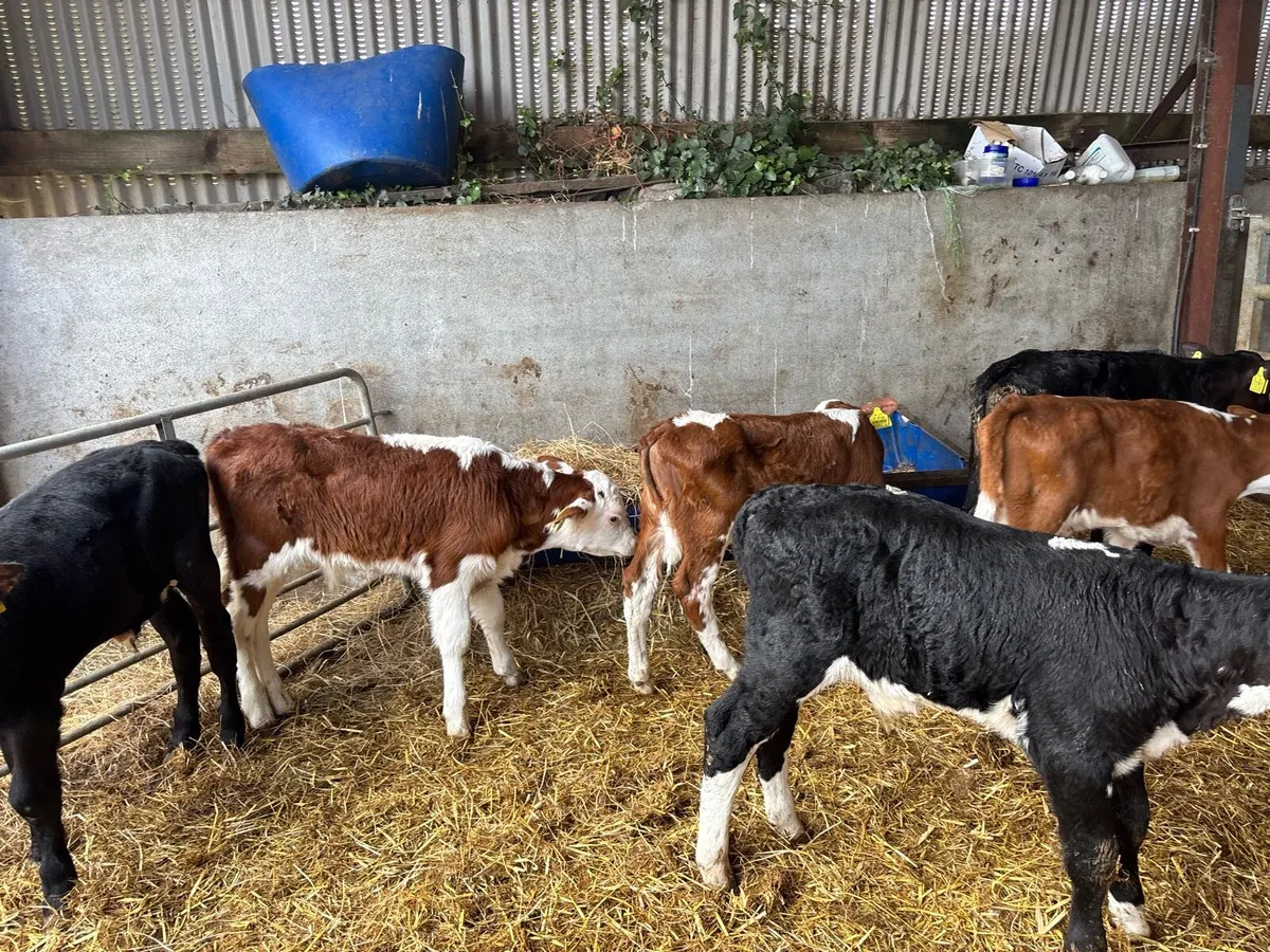 7 super Hereford and Angus bull calf’s - Image 2