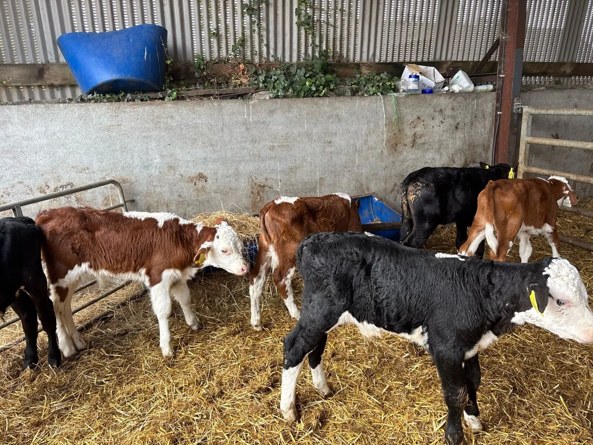 7 super Hereford and Angus bull calf’s - Image 3