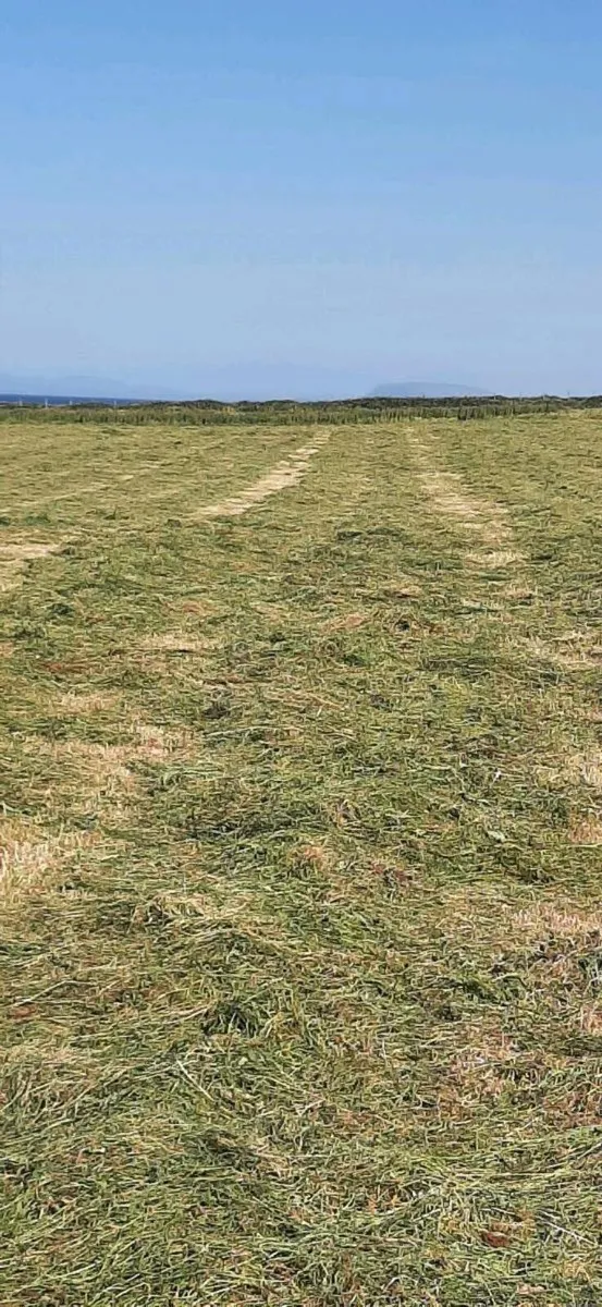 Hay for Sale - Image 2