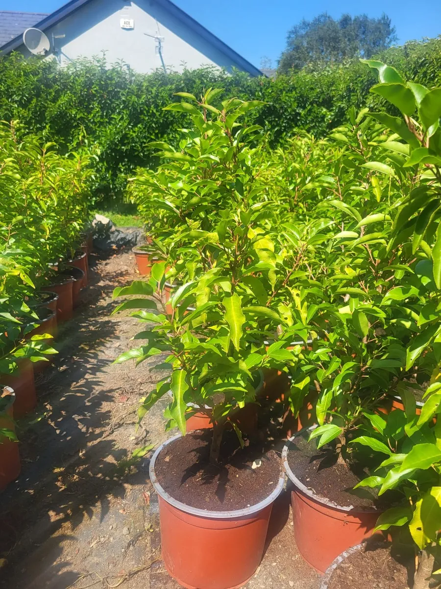 Portuguese Laurel - Image 3