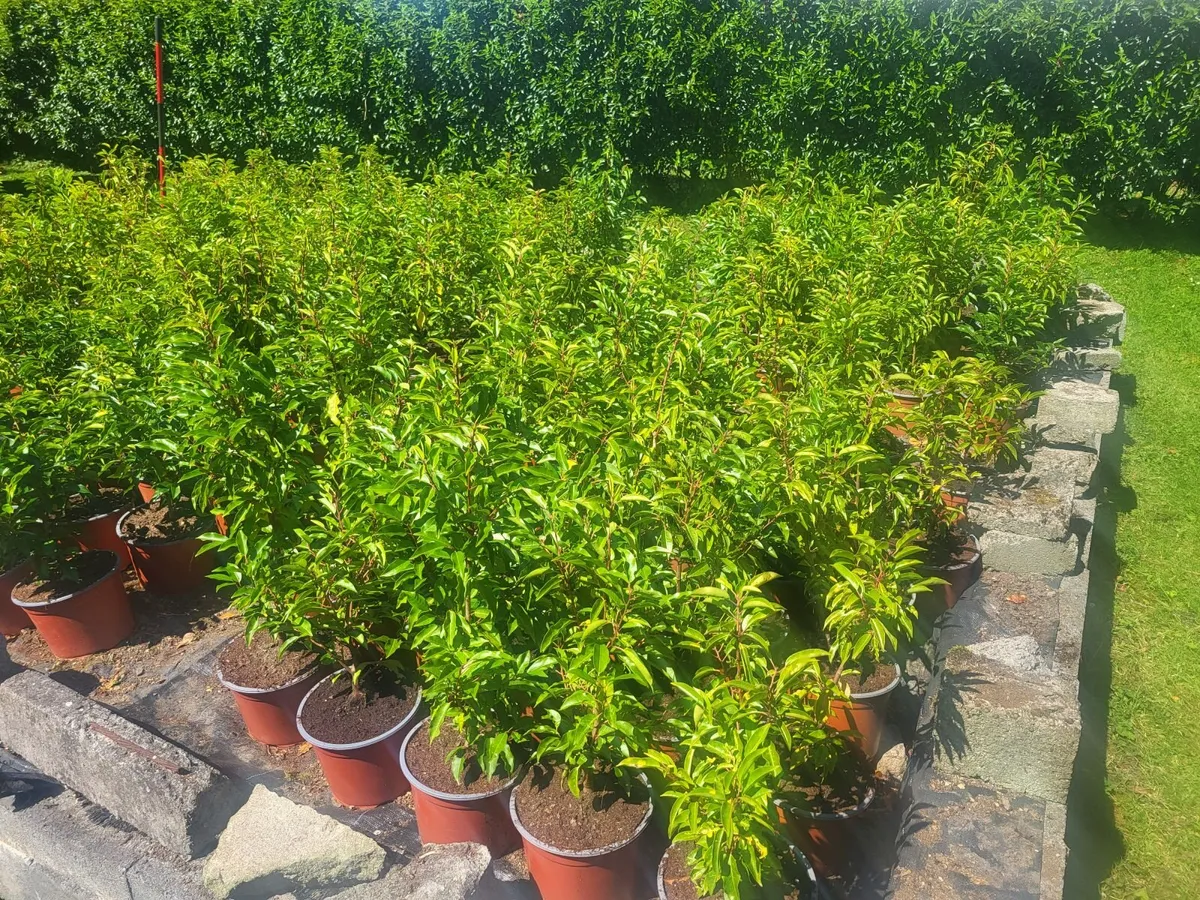Portuguese Laurel - Image 2