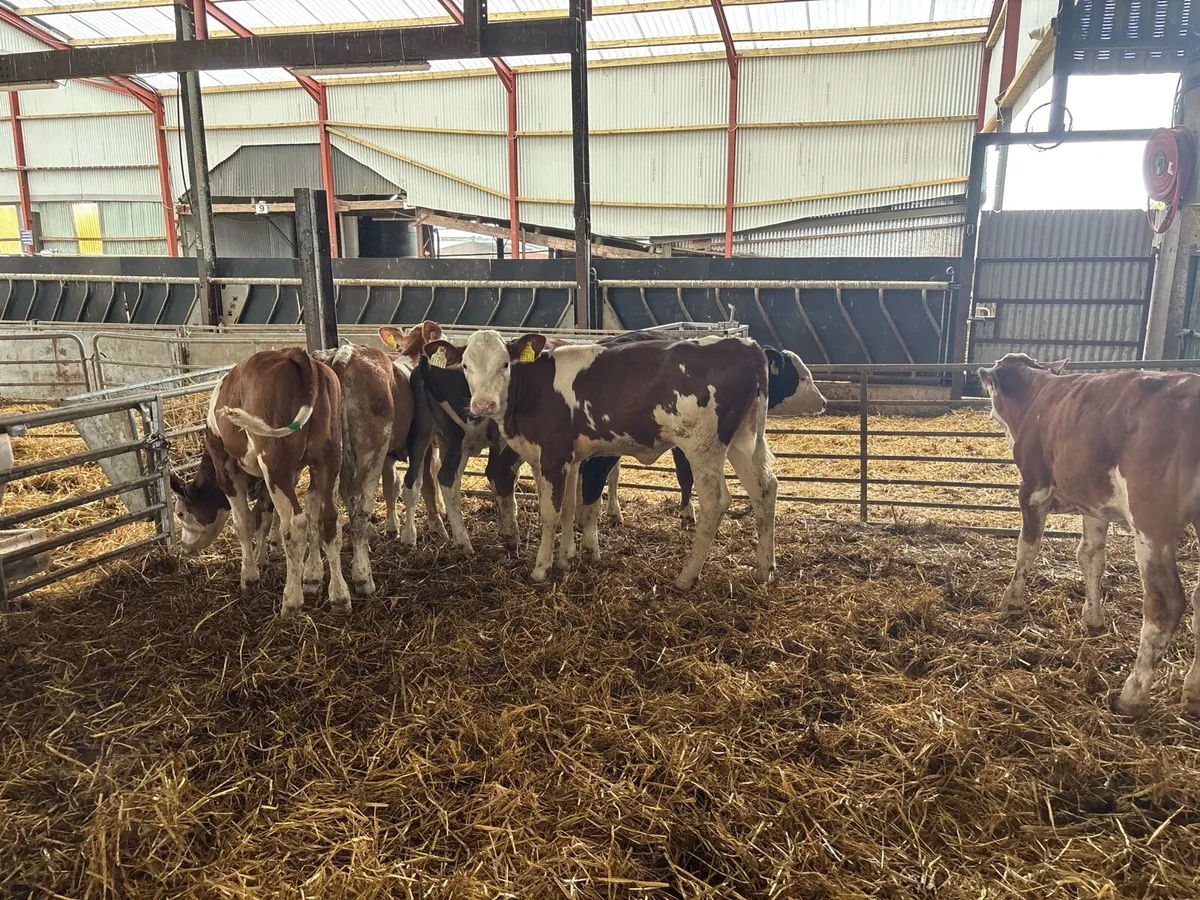 8 super weaned Simmental heifer’s - Image 4