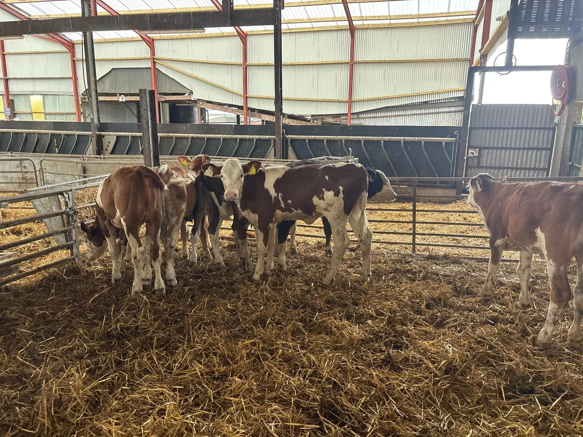 8 super weaned Simmental heifer’s - Image 2