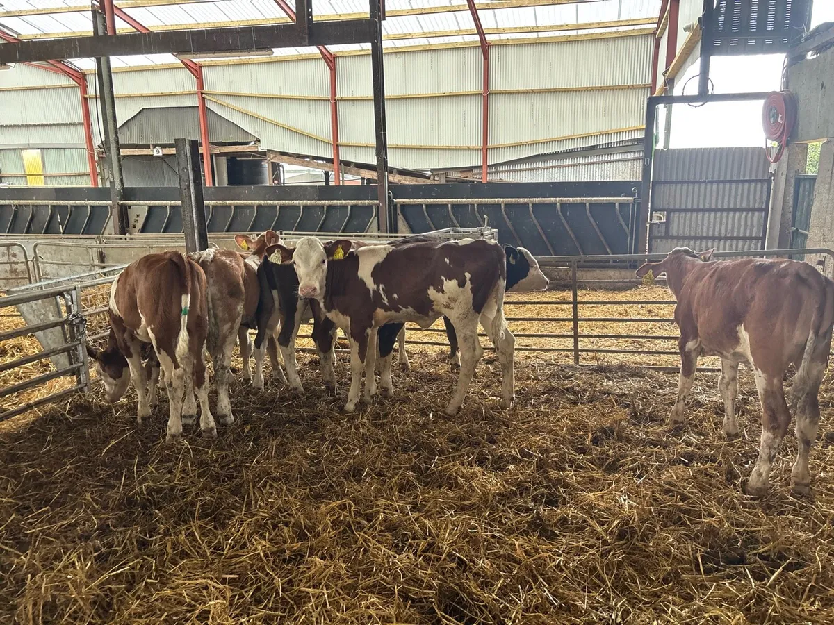 8 super weaned Simmental heifer’s - Image 3