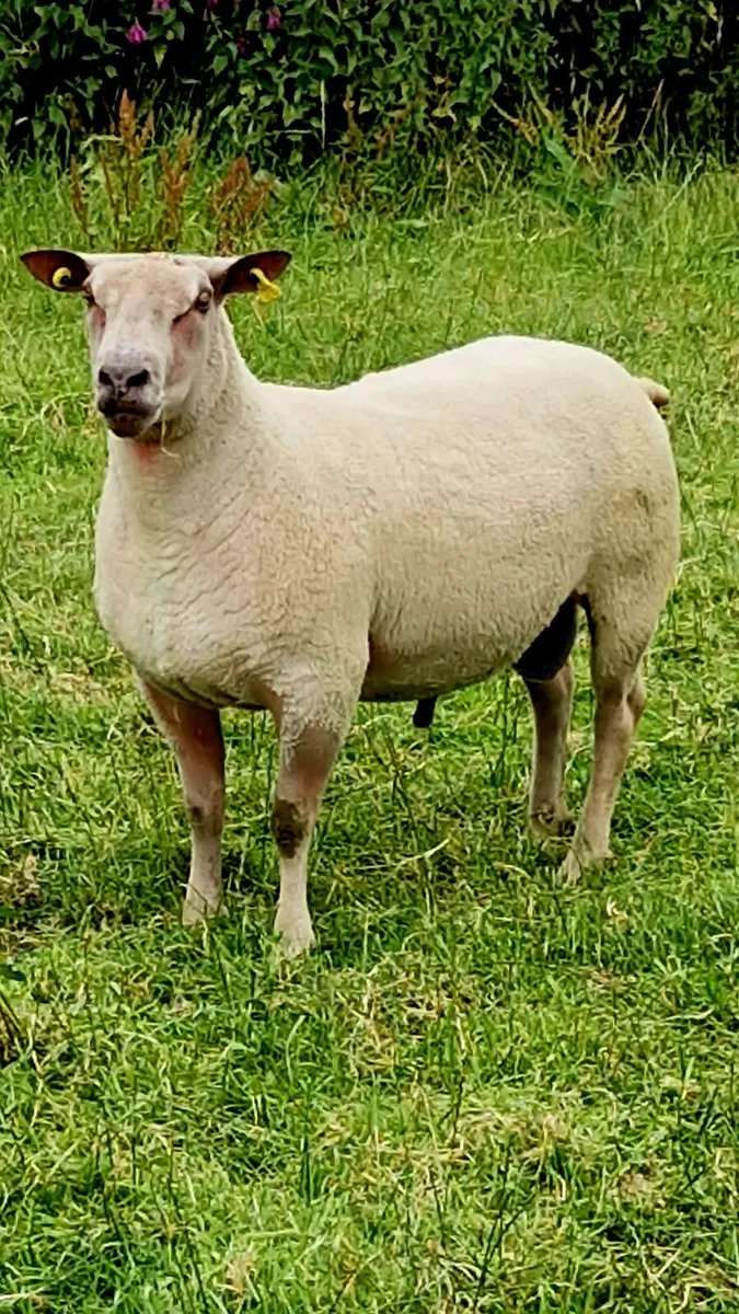 Charollais ram - Image 1