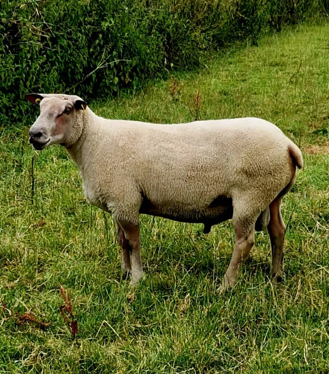 Charollais ram - Image 2