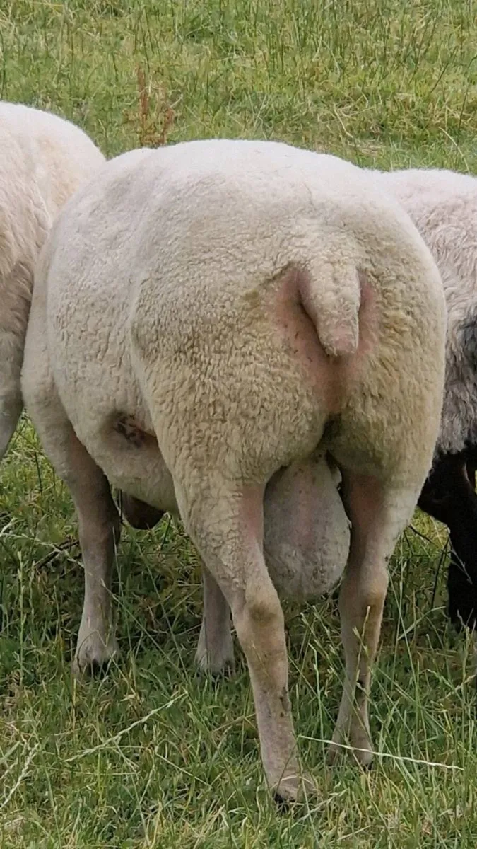 Charollais ram - Image 3