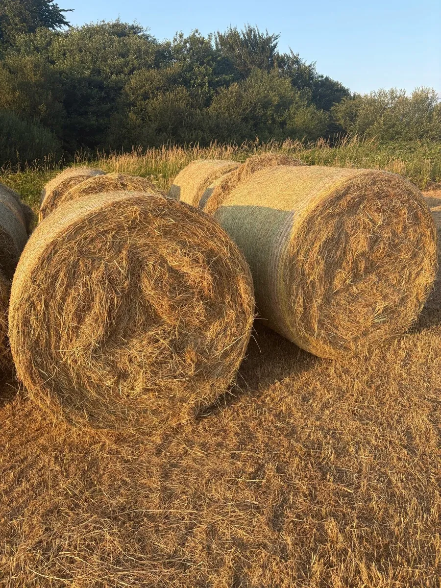 Premium Hay Round Bales & Small Square Bales - Image 3